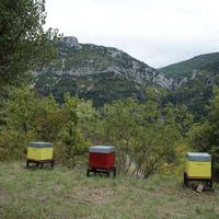 Nos ruches : miel au petit déjeuner