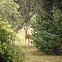 Nature au domaine