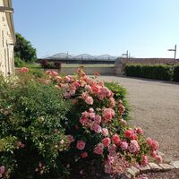 Parking avec ses roses en saison