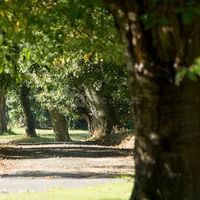 La Clairiere de la Reine