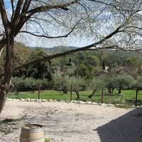 Vue sur l'oliveraie