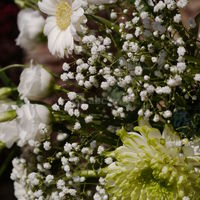 Fleurs