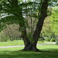 Parc
