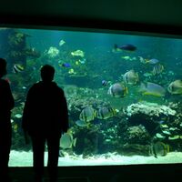 Visite libre ou guidée de l'exposition "