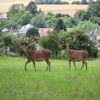 Cerfs dans le parc