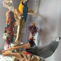 Piplette et zazou, nos perroquets