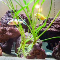 L'Aquarium