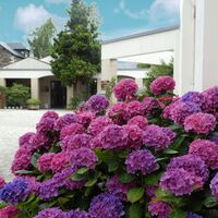 Les Salons des Floralies