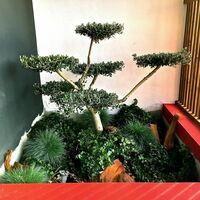 Plantes