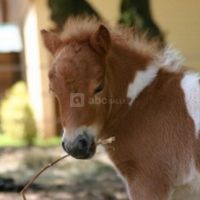 Le Domaine du Bois de Maulny