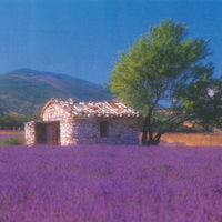 La provence terre de beauté , les lavandes..