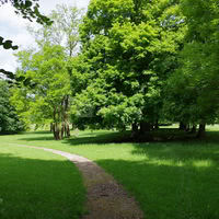 Le sous-bois