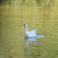 Animaux du parc
