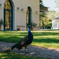 Parc et notre mascotte léon