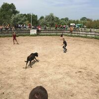 Animations camarguaises