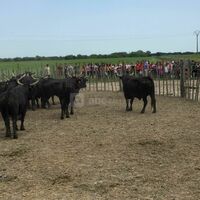 Manade Claude Chaballier