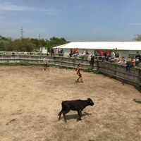 Manade Claude Chaballier