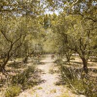 Olivette et Jardin de Langel