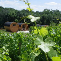 Vignoble Marchais