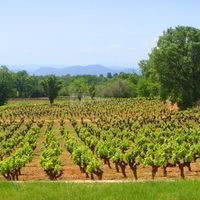 Au coeur des vignes