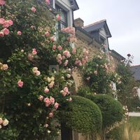 Nos Rosiers en Fleurs