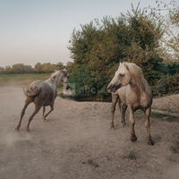 Chevaux camarguais