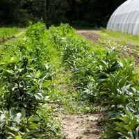 Le potager
