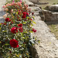 Les roses rouges dans le jardin