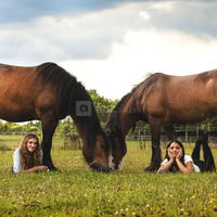 Chevaux en décor naturel