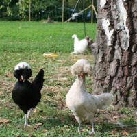 Nos poules
