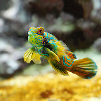 Poisson mandarin © Musée océanographique de Monaco – Thierry Ameller