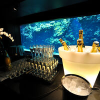 Aquarium - Cocktail