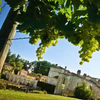 Fontdouce vue des vignes