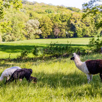 Animaux au parc [Ferme pédagogique]