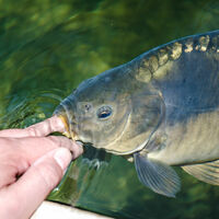 Une carpe du bassin