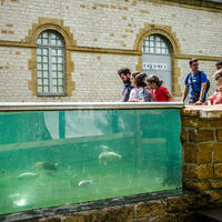 Un bassin tactile pour caresser des poissons