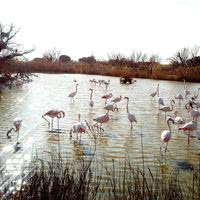 Parc ornithologique