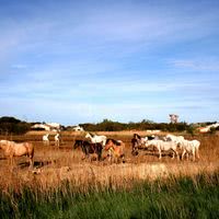 Promenade à cheval