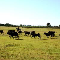 Les taureaux de camargue