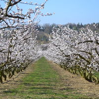 Domaine Les Fougères - Mirmande