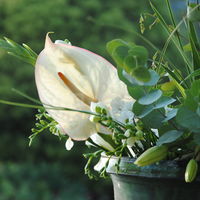 Fleurs