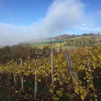 Domaine Bayard