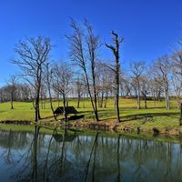 Domaine Nitot