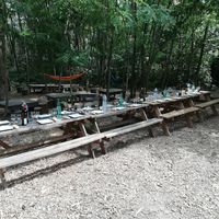 Forest Arena