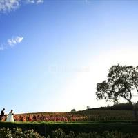 Photo de mariés dans le vignoble du château