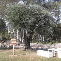 La Bastide Aux Oliviers