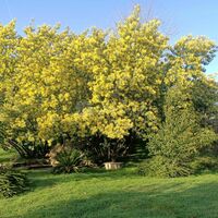 Les Lauriers de la Bastide