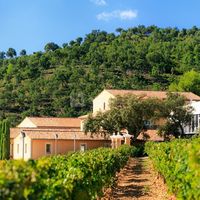 Vignes