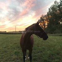 Alchimie des Colombes