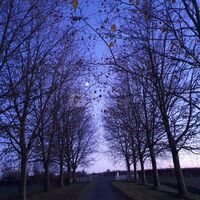 Alchimie des Colombes